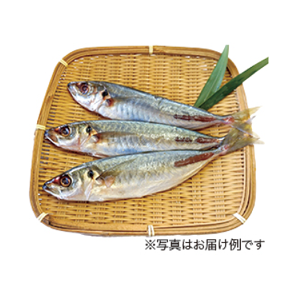 紀伊水道のお魚セット/下ごしらえ済み