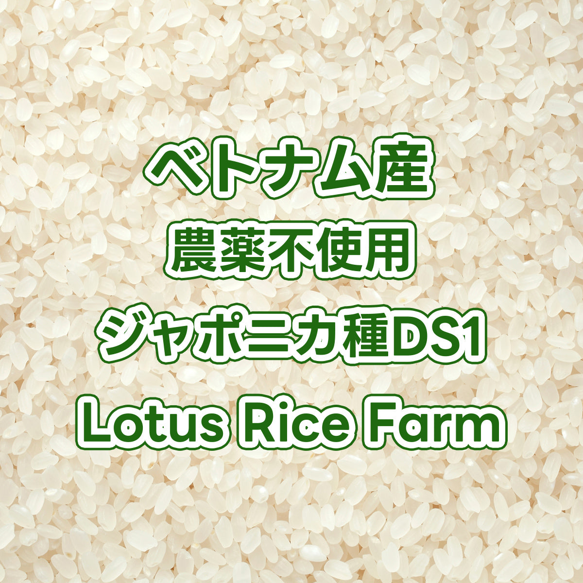 【販売中/予約不要】ベトナム産玄米 農薬不使用ジャポニカ種DS1 Lotus Rice Farm